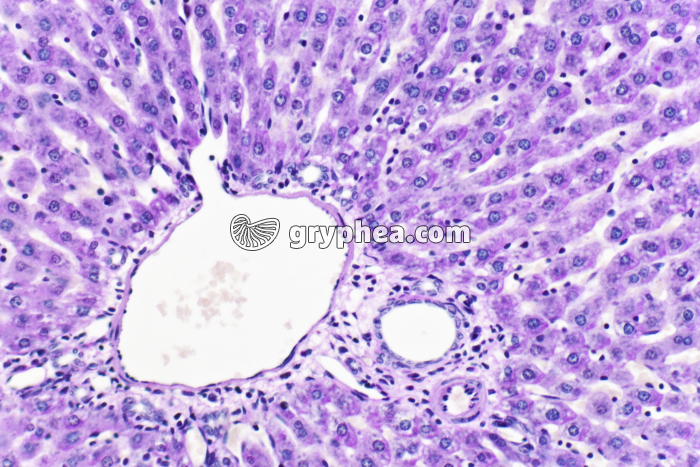 Glycogène dans du Foie x100 - gryphea.org